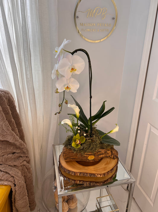 Orchid Woodland Still Life